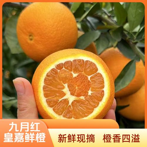 九月水果厂家,品牌,图片,热帖